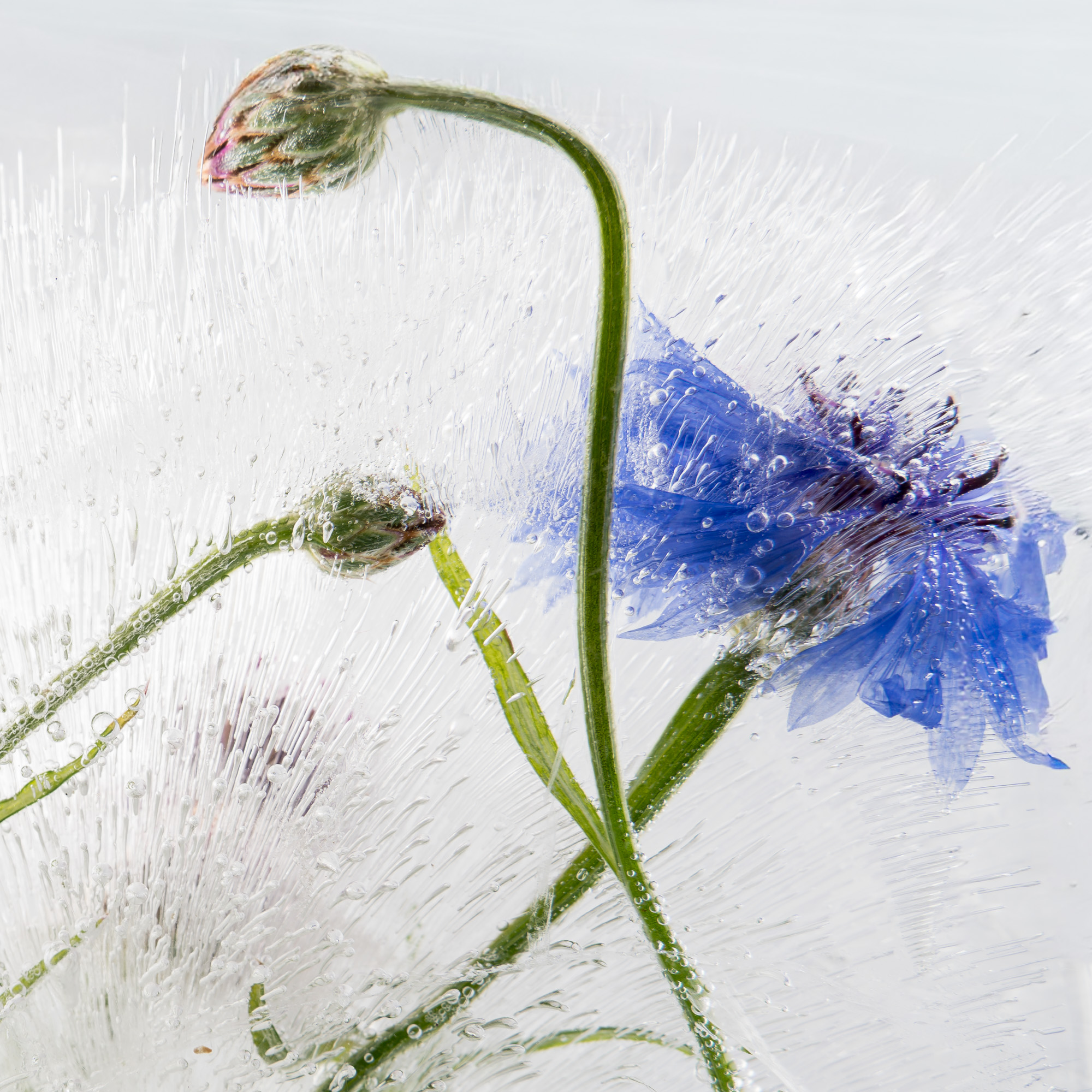 Renate Giercke