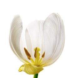bloom of a white tulip with stamens isolated against a white bac